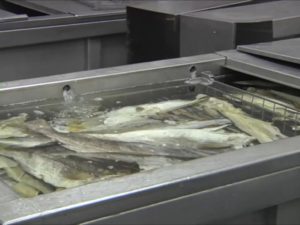 Tanque para demolha de bacalhau